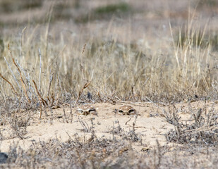 Burrowing Owls 4