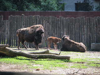 Bison near the large fence of the reserve. Wild animal is a symbol of strength and stability in the wild. Stock photo background © subjob