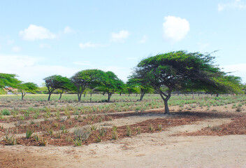 Fototapeta premium Plantation where aloe and deciduous trees grow. Rows of planted aloe are visible on the field, and blue sky. August, Aruba, 2014