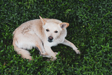 Tired white dog lies on the grass