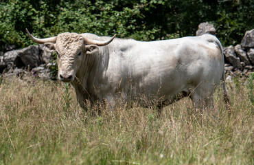 Un toro blanco con los cuernos muy finos 