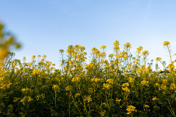  Buckwheat field in bloom