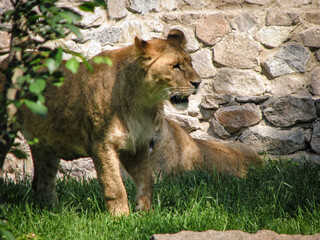 Wild animal in nature. Lioness looking for food for her pride. Stock image for design.