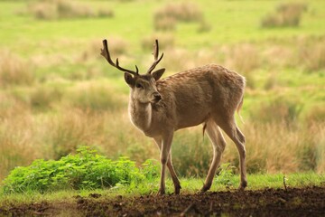 A Fallow deer stag photographed in Devon, England.