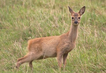 Fototapeta premium Young Roe doe in long grass taken in Devon, England.