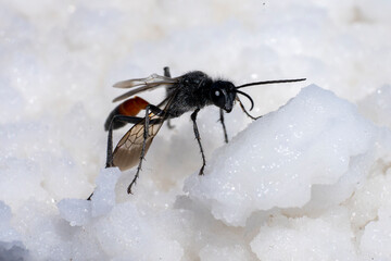 Extreme close up of a flying ant