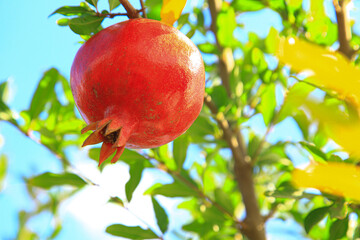 A single red pomegranate on the tree