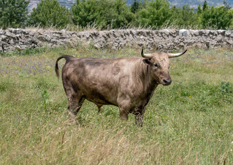 un toro con un pelaje y unos cuernos muy feos