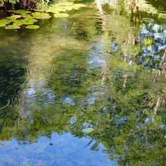 Water drops falling on a quiet water pond with landscape forest reflection