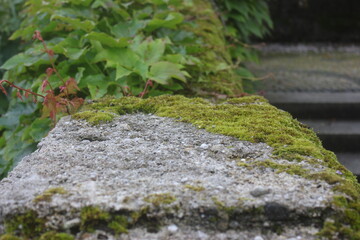 Moss covered stone.