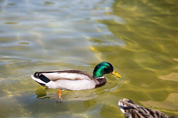 Green neck male duck swimming on a water pond