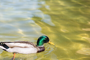 Green neck male duck swimming on a water pond