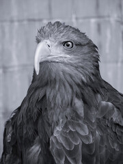 beautiful proud eagle sits on a stump in search of prey. A bird in the city is looking at the camera. Stock photo background.