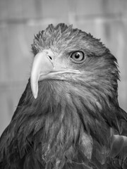 beautiful proud eagle sits on a stump in search of prey. A bird in the city is looking at the camera. Stock photo background.