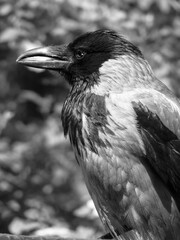 Raven sits on a box and branches. Dark gloomy photo with a bird. Stock photo background.