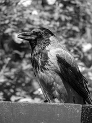 Raven sits on a box and branches. Dark gloomy photo with a bird. Stock photo background.