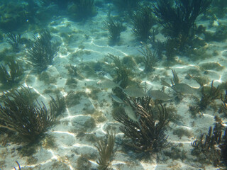 ARRECIFE DE CORAL EN MAR CARIBE