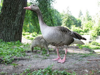 Geese in the park on the background of the lake and the road. Farm animals or ranch. Stock image about background