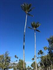 Two palm trees on a windy day at the beach with clear blue sky 