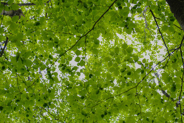 Beautiful vibrant beech leaves from below during mount Olympus hike 