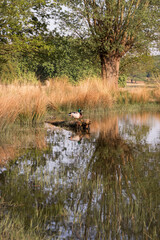 duck reflection in the pond