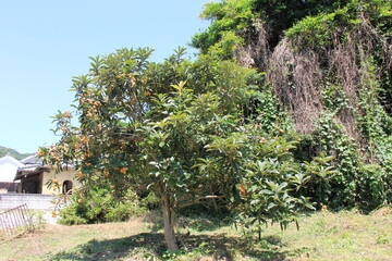 たくさん実が生ったビワの木