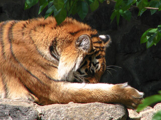 Beautiful predator in nature. The tiger is ambushed in search of a prey. Livestock in the wild in close proximity to civilization.