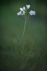 white flower in the garden