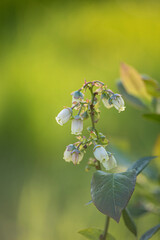 branch of a blueberry tree in spring