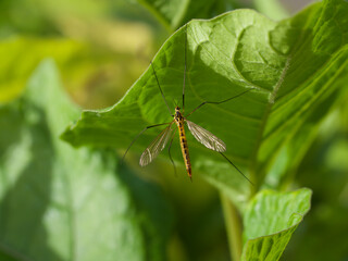 mosquito macro picture, the insect sits on a green leaf basking in the sun