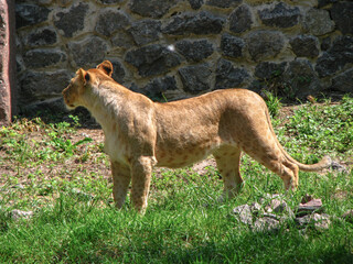 Wild animal in nature. Lioness looking for food for her pride. Stock image for design.