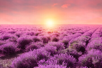 Beautiful blooming lavender in field on summer day at sunset - obrazy, fototapety, plakaty