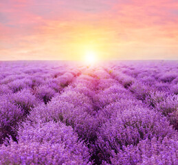 Fototapeta na wymiar Beautiful blooming lavender in field on summer day at sunset