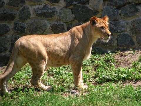 Wild animal in nature. Lioness looking for food for her pride. Stock image for design.