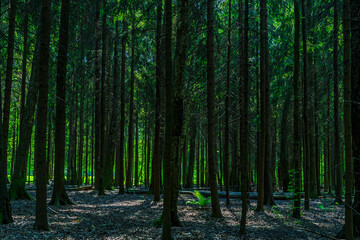 Obraz premium gloomy thicket of the forest