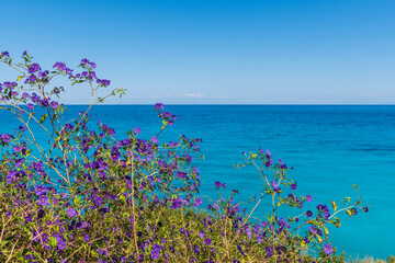 Wild flowers blooming on coast of Zakynthos island. Greece