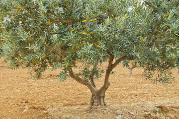 The traditional plantation of olive trees. Provence, France 