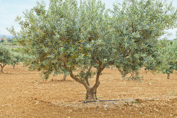 The traditional plantation of olive trees. Provence, France 