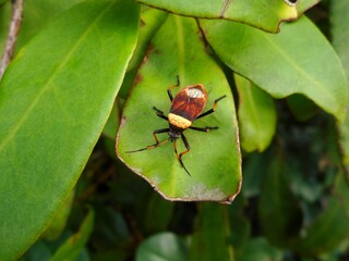 animalia insecta hemiptera familia largidae percevejo largus humilis