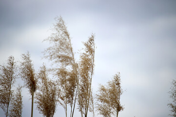 trees in winter