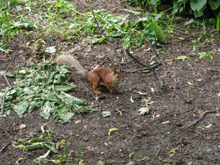 Squirrel in the park near alek and trees. Stock photo background for design.