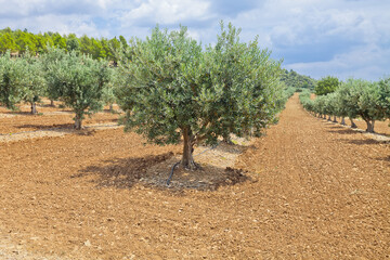 The traditional plantation of olive trees. Provence, France 