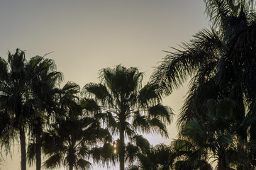 Fototapeta na wymiar Palm trees silhouetted against sky at dusk