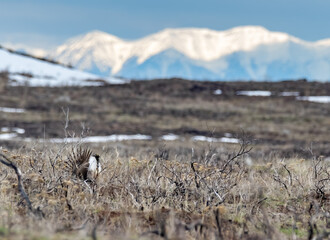 Sage Grouse and Mountains