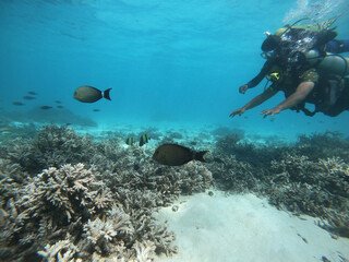scuba diver and fishes in the sea