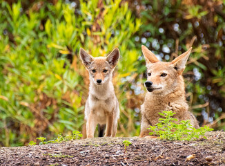 Mother Coyote And Pup On Hillside
