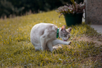 Cat licking its body, specific movement of cats.