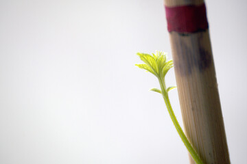 Growing seed time lapse. Plant growth. Fast-growing hops, leaves and stalk, curling along a support.