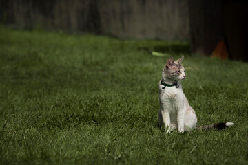 Naklejka na ściany i meble White colored cat in pose walking on green grass. 