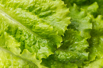 Close-up macro view of fresh green Lettuce leaves. Lettuce salad leaves foliage green background